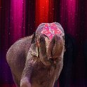 0083Heilbronner Weihnachtscircus2012(c)Stefan Nolte-www.circusphotos.de_resized_resized.jpg